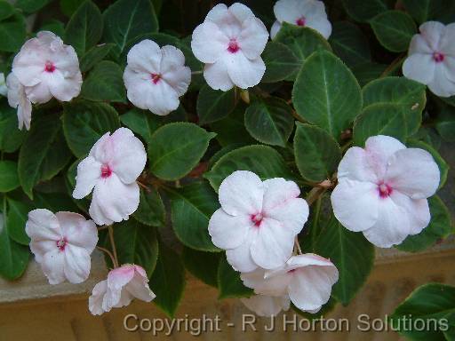 Impatiens pink dark eye 